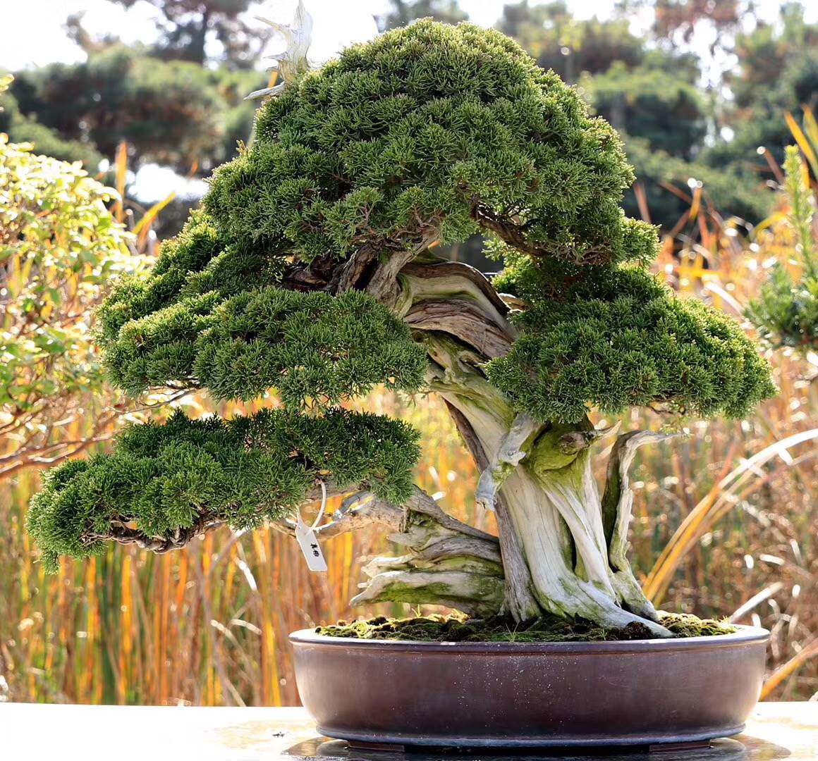 老桩柏树盆景太行柏树熟桩崖上柏树素材济州真柏实物拍照崖柏熟桩