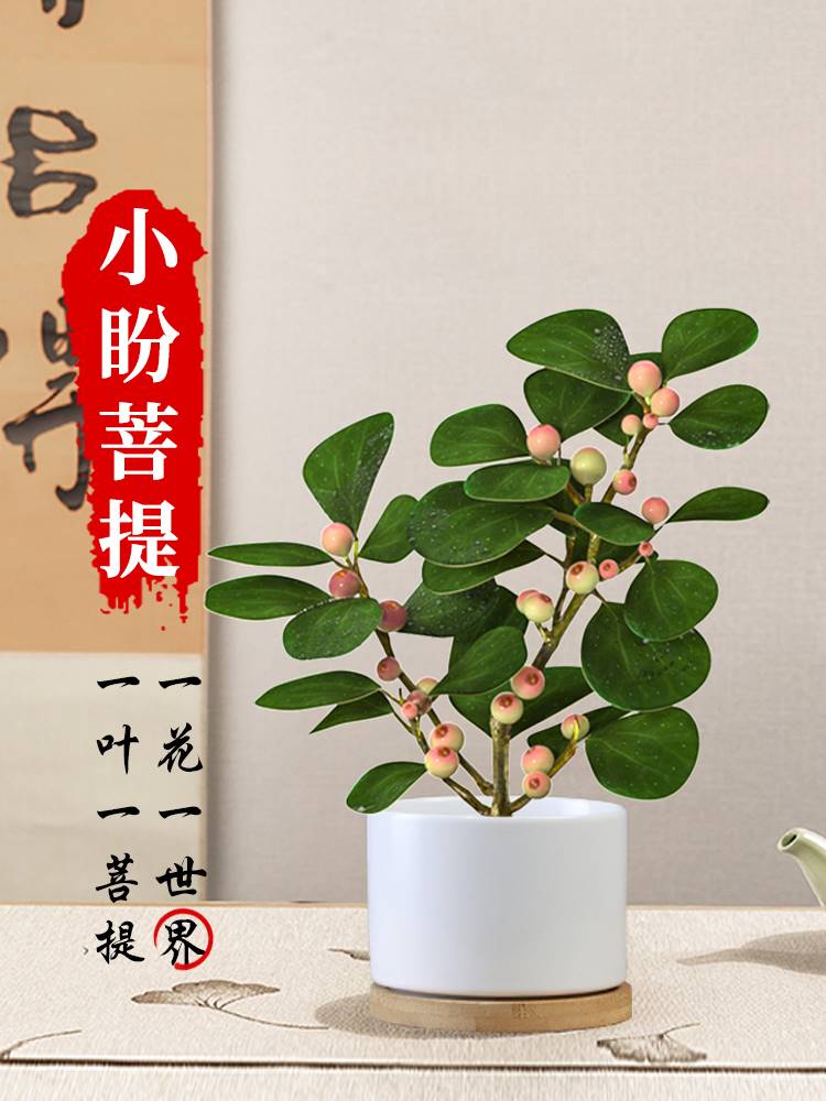 小盼菩提树盆栽带果植物室内花办公室绿植盆景客厅禅意摆件好养活