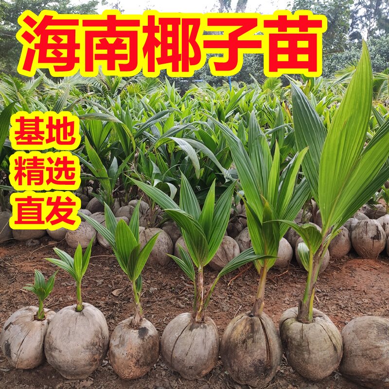 海南椰子苗绿植盆栽发芽椰宝带皮带壳发货椰子树椰苗室内观赏植物