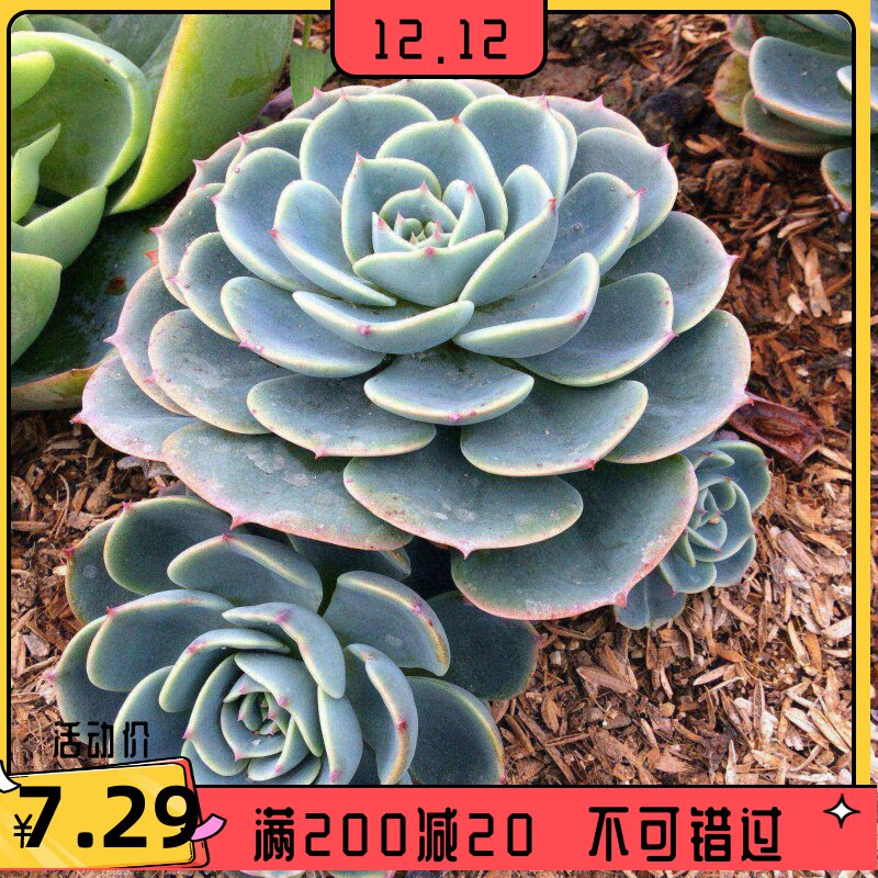 玉蝶老桩多肉植物超大包邮群生一物一拍组合盆栽含盆带土绿植花卉