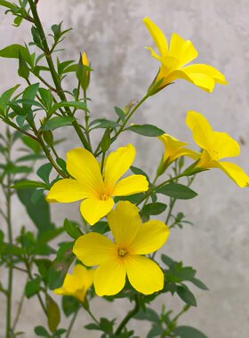 云南石海椒 过山青白骨树 迎春柳 小王不留行 黄花香草新鲜现采
