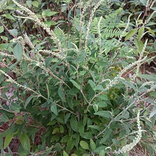 野坝子茶清火泡水降火野外现挖药药材云南中草药消肿