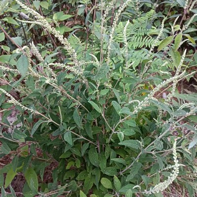 野坝子茶清火泡水降火野外现挖药药材云南中草药消肿