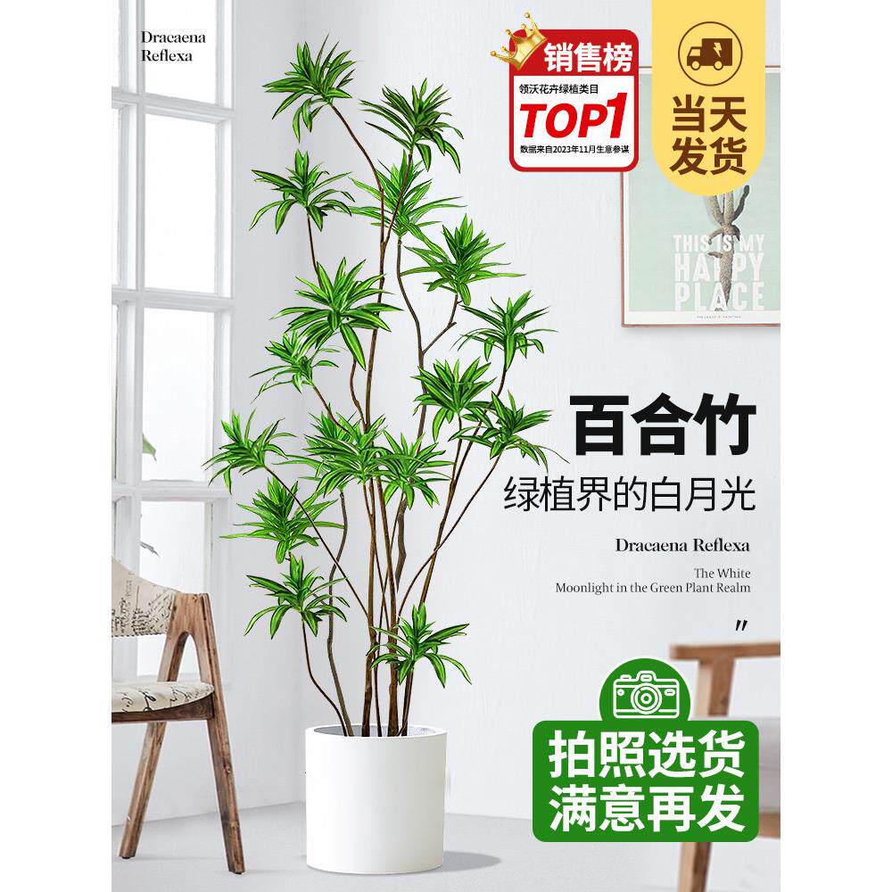 百合竹客厅真绿植室内大型盆栽绿色植物金边百合树龙血树轻奢好养