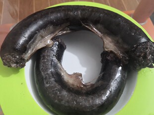 广西特产猪血肠龙棒小吃新鲜北牙猪血肠龙棒2斤/4斤6斤现做现发