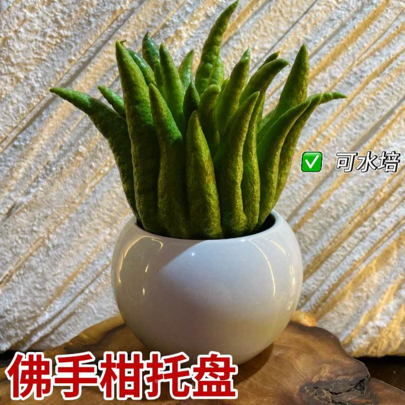 放佛手柑的盘子高级感水培容器盆佛手摆放托盘器皿佛手瓜专用花瓶