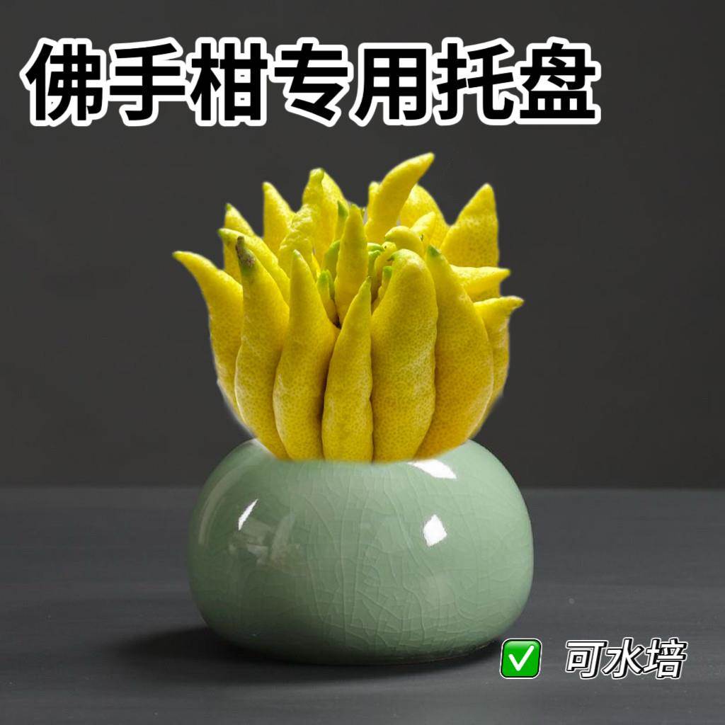 放佛手柑的盘子高级感水培容器盆佛手摆放托托盘器皿佛手瓜专用花