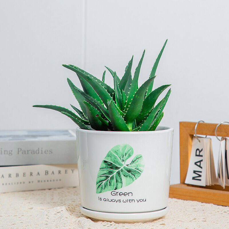 九千谷芦荟盆栽1盆办公室桌面新鲜小绿植盆栽补水室内家居阳台易