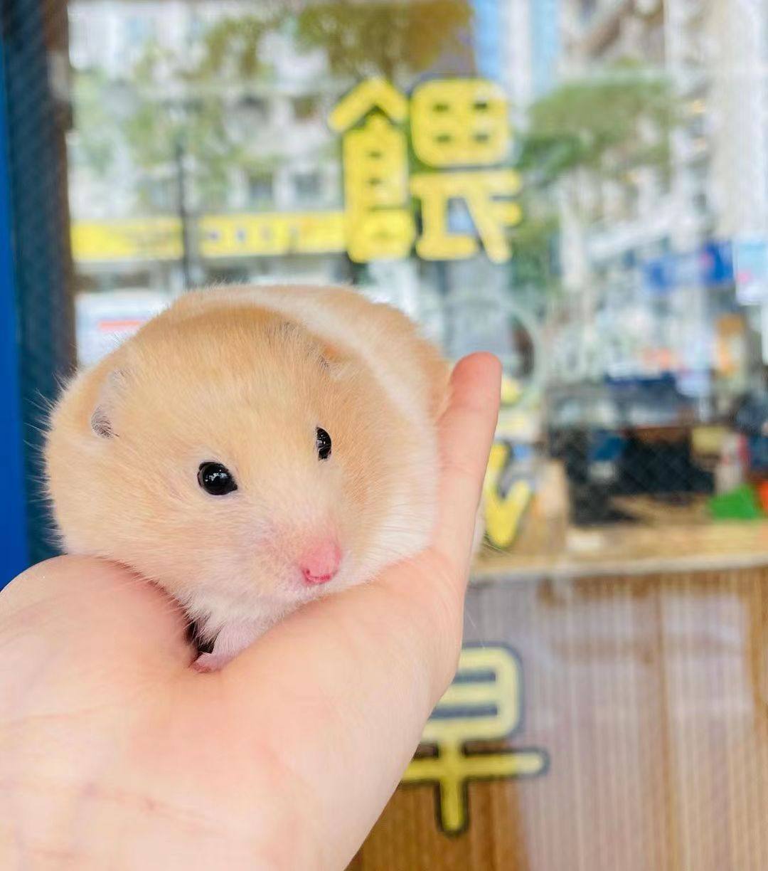 店主手养稀有短毛金丝熊米熊白熊包邮包健康