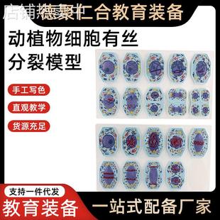 动植物细胞有丝分裂及减数分裂模型中学生物教具教学仪器对比