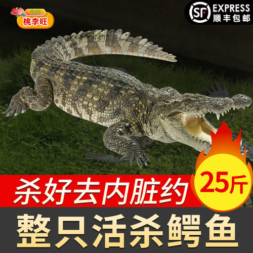 约25斤鲜活宰杀整条鳄鱼