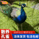 孔雀现杀整只孔雀 养殖观赏鸟散养成年活孔雀鸟整只大孔雀约5斤