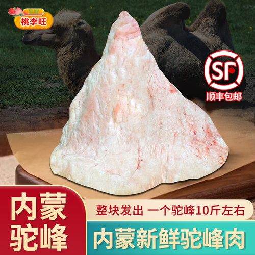 正宗驼峰内蒙古散养骆驼峰