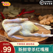 番鸭 农家散养红脸老鸭整只新鲜鸭子豚鸭冷冻现杀鸭肉红嘴雁 土鸭