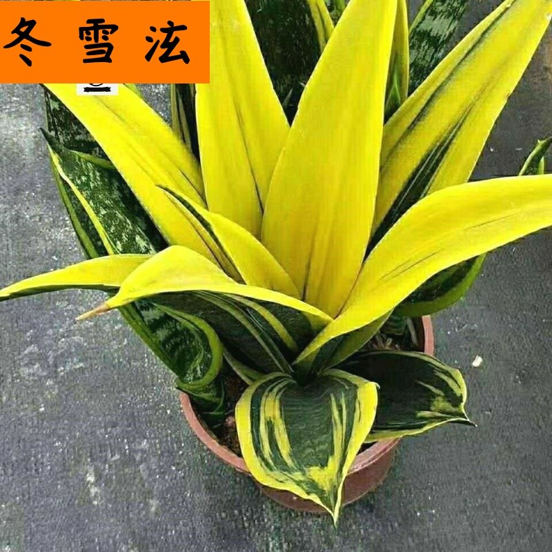 大叶黄金兰 虎皮兰室内吸甲醛观叶植物客厅盆栽绿植花卉盆栽装饰
