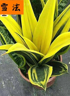 大叶黄金兰 虎皮兰室内吸甲醛观叶植物客厅盆栽绿植花卉盆栽装饰