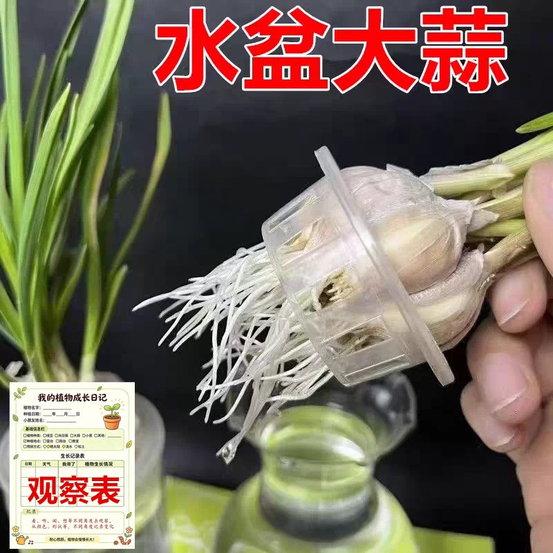 幼儿园小学生作业水培大蒜苗diy室内水草鱼缸植物蓝儿童观察日记