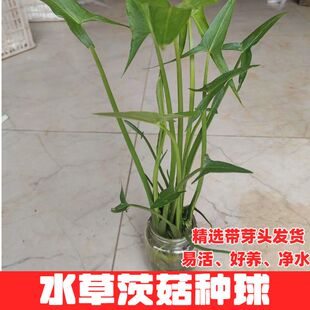 慈姑根种苗茨菇挺水水草水族装饰净化鱼缸植物阳台燕尾草慈菇种球