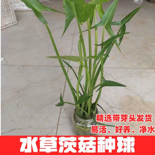慈姑根种苗茨菇挺水水草水族装饰净化鱼缸植物阳台燕尾草慈菇种球