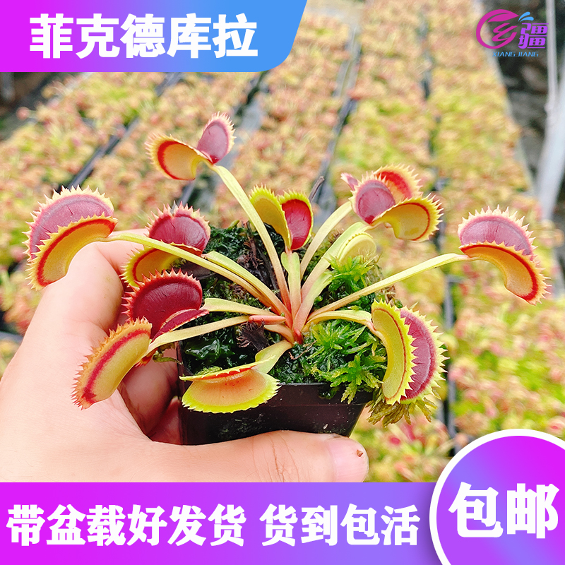 基地直销【菲克德库拉捕蝇草】食虫植物驱蚊草多肉植物绿植盆栽-封面