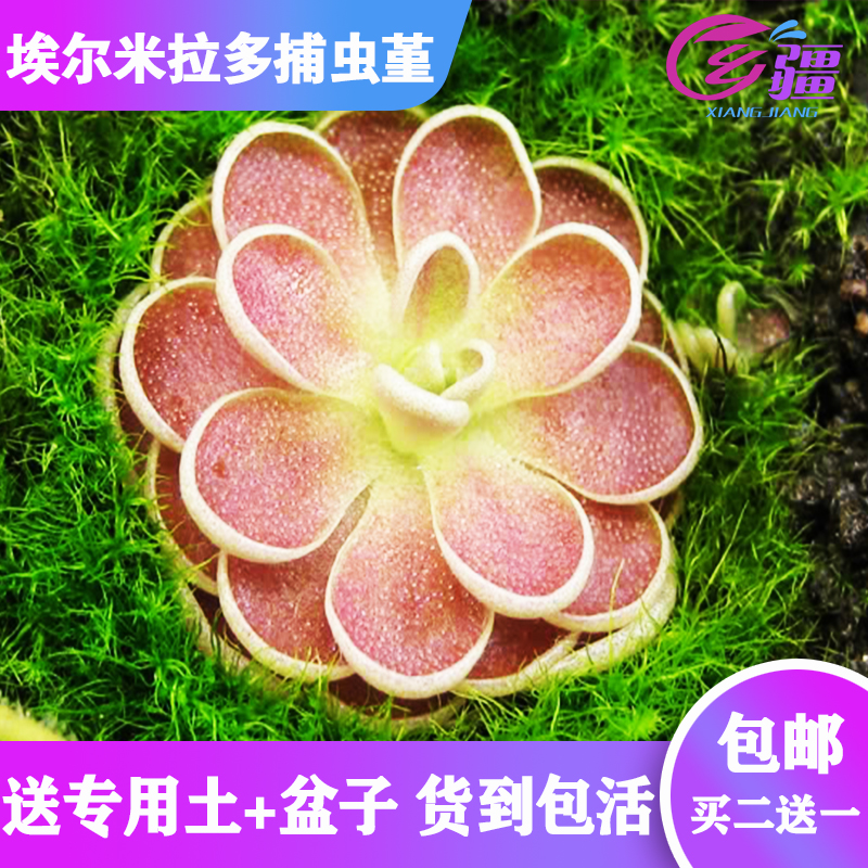 基地直销【埃尔米拉多捕虫堇】食虫植物驱蚊草捕虫草多肉绿植盆栽