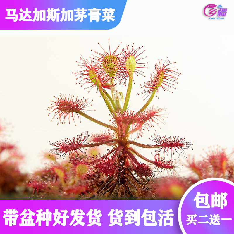 马达加斯加茅膏菜植物捕蝇草