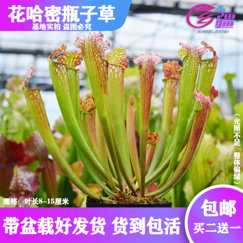 基地直销【花哈密瓶子草】食虫植物捕蝇草草多肉趣味绿植盆栽 - 封面