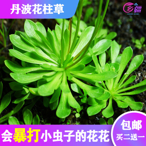 基地直销【丹波花柱草】会暴打小虫子的趣味萌物食虫植物绿植盆栽
