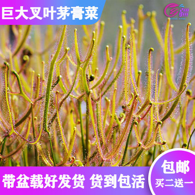 基地直销【巨型叉叶茅膏菜】食虫植物捕蝇草草趣味绿植盆栽