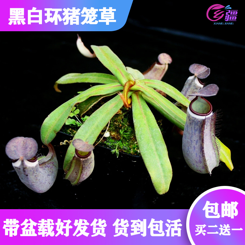 【黑白环猪笼草】食虫食人花趣味