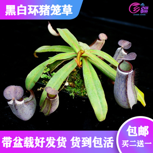 包邮 食虫植物驱蚊草捕虫草食人花趣味绿植盆栽 黑白环猪笼草