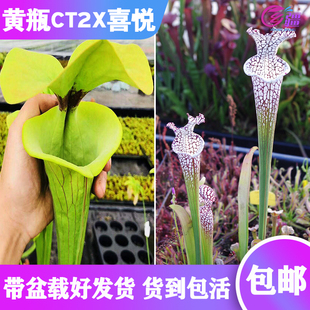 【黄瓶子草CT2X喜悦瓶子草】食虫植物 杂交瓶子草 实生苗 包邮