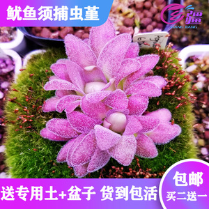 基地直销【鱿鱼须捕虫堇】食虫植物驱蚊草捕虫草多肉绿植盆栽