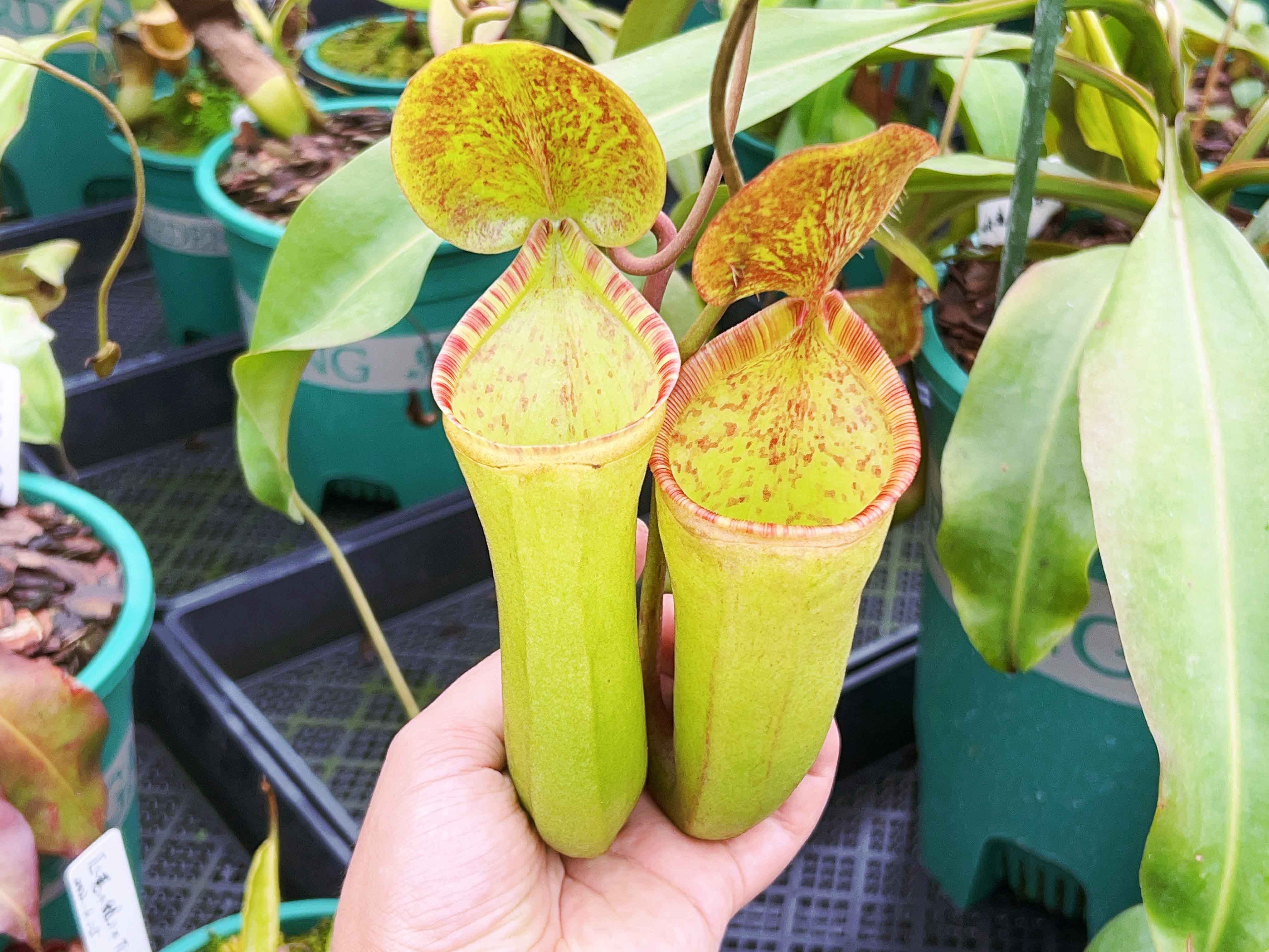 食虫植物 科普兰x劳氏猪笼草 扦插苗