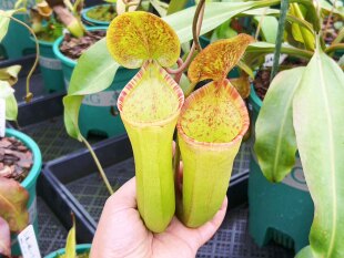 食虫植物 科普兰x劳氏猪笼草 扦插苗