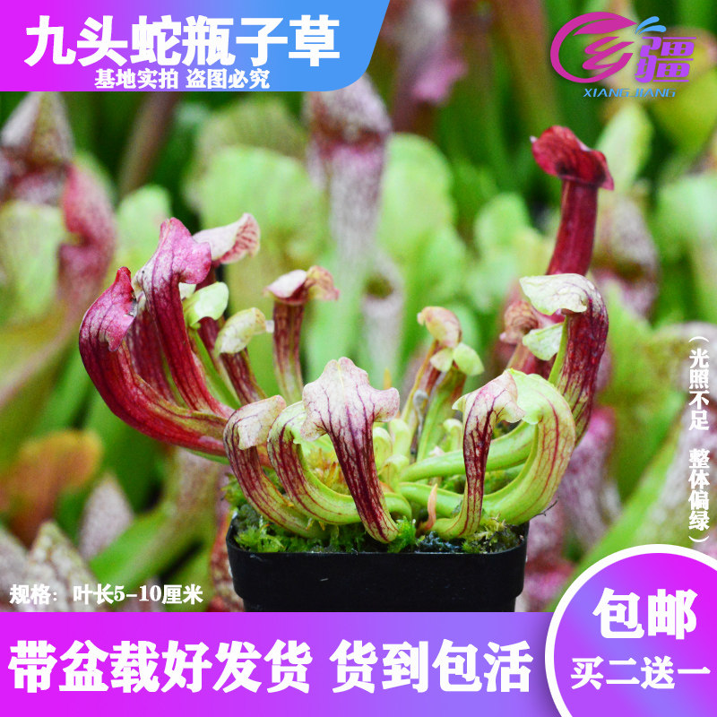 基地直销【九头蛇瓶子草】食虫植物捕蝇草多肉趣味绿植盆栽