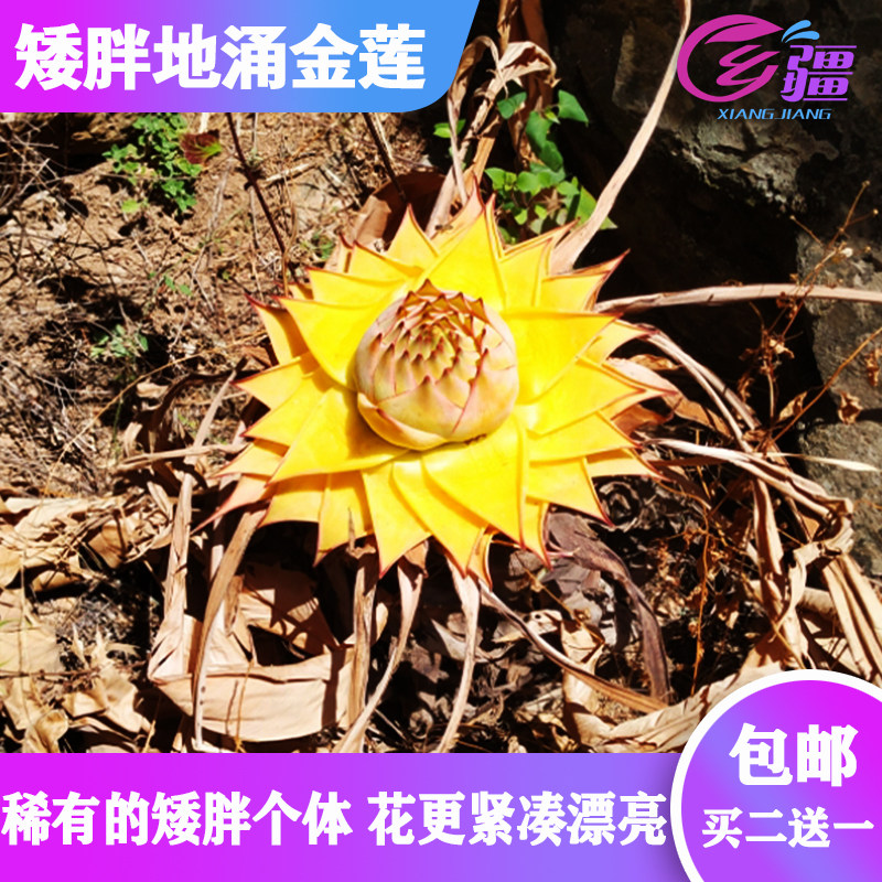 基地直销【稀有矮胖地涌金莲】千叶佛莲宝莲灯千瓣莲花趣味绿植