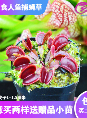 基地直销【红色食人鱼捕蝇草】食虫植物猪笼草驱蚊草多肉绿植盆栽