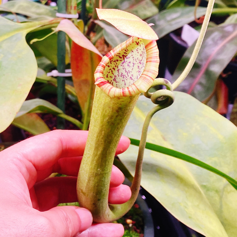 食虫植物 包席猪笼草 扦插苗 大花唇 开母花