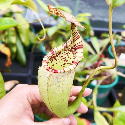 食虫植物猪笼草阳台窗台