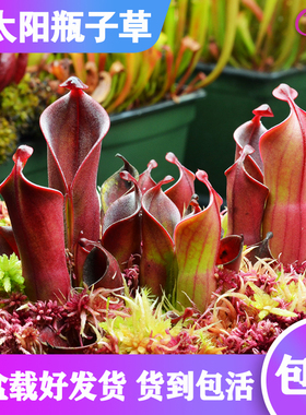 【小太阳瓶子草 H.minor】稀有食虫植物 适合造景 趣味绿植盆栽