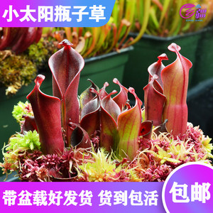 小太阳瓶子草食虫植物绿植盆栽