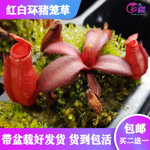 基地直销【红白环猪笼草】食虫植物捕蝇草驱蚊草多肉趣味绿植盆栽 - 封面