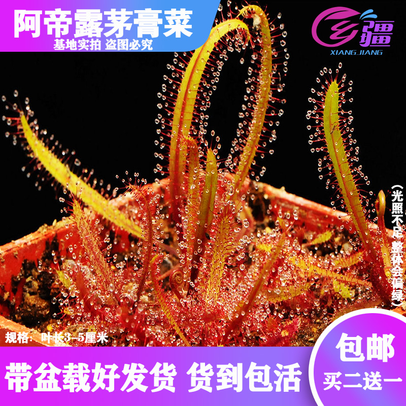 基地茅膏菜春季基地直销