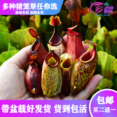 绿植直销多种食虫趣味盆栽猪笼草