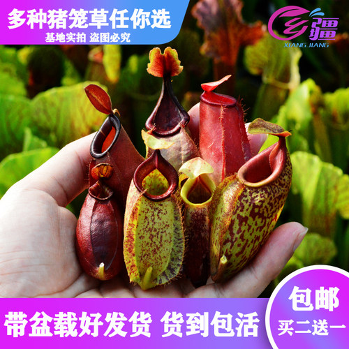 绿植直销多种食虫趣味盆栽猪笼草