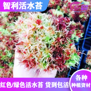 多种食虫植物造景铺面素材 智利活水苔