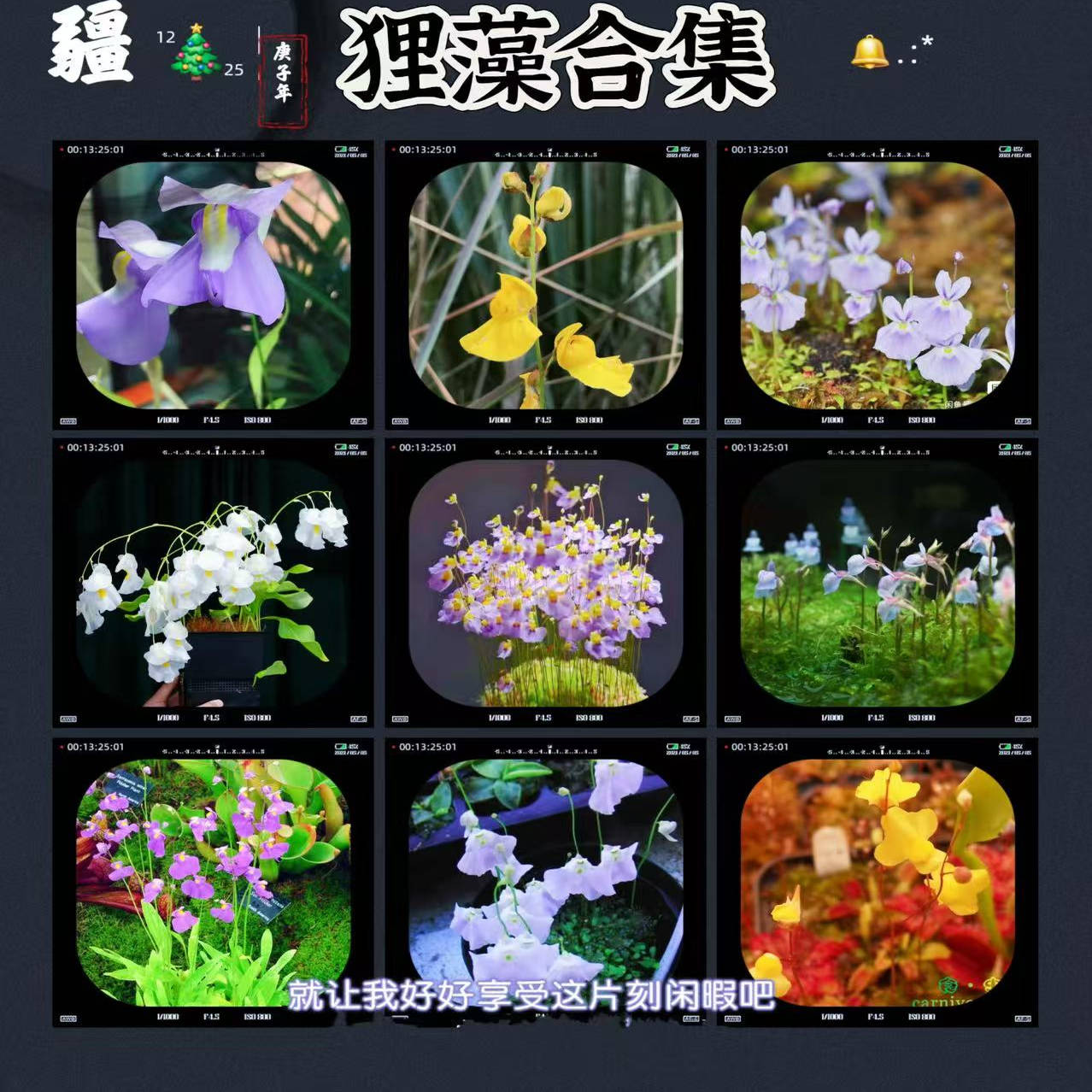 各种狸藻植物食虫植物开花造景