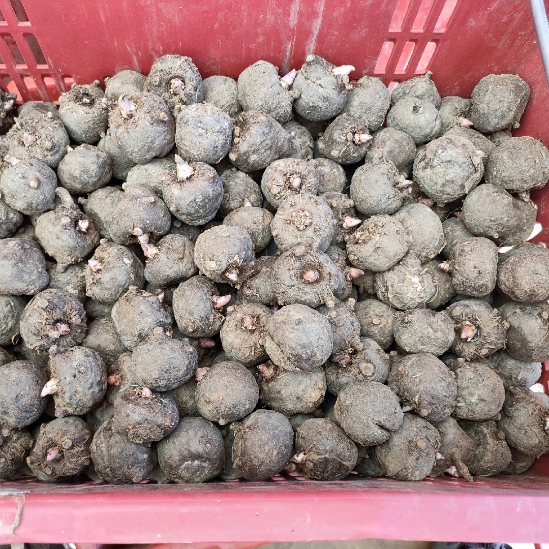 四川凉山优质花魔芋二代种基地采挖晾晒消毒尘寰面弓趁低本词典铬