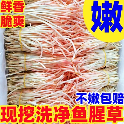 鱼腥草折耳根嫩根蕨菜农家时令现挖野菜香菜嫩芽新鲜蔬菜当季特产